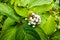 White indigo berry, Randia aculeata in the garden