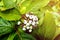 White indigo berry, Randia aculeata in the garden