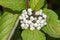 White indigoberry, randia aculeata in the garden