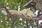 White Indo-Chinese ground squirrel on the branch