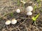 White inedible mushrooms growing in the grass.