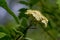 White inflorescence of on a branch of a plant called Viburnum lantana Aureum close-up