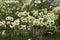 White inflorescence of Cornus florida