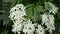 White inflorescences of garden flowers close-up. Ornamental shrubs in the garden. Decorating your garden with green flowering