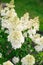White inflorescences of paniculate hydrangea Fraise Melba in the garden