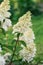 White inflorescences of paniculate hydrangea Fraise Melba in the garden