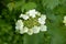 White inflorescences of Viburnum ordinary. Blooming Viburnum opulus.