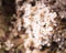 White Innocent Airy Limonium sea lavender, statice, caspia, marsh rosemary Flowers, Natural Wildflower Background. Florist,