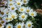 White, innocent daisies / marguerite flowers in spring