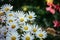 White, innocent daisies / marguerite flowers in spring