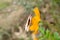 White insect on yellow Cosmos sulphureus Cav flowers in garden.