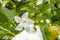 White Intermediate Periwinkle Flower with Snow and Leaves