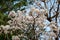 White ipe tree (Tabebuia roseo-alba) in selective focus with many white flowers.