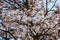 White ipe tree (Tabebuia roseo-alba) in selective focus with many white flowers closeup