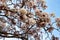 White ipe tree (Tabebuia roseo-alba) in selective focus with many white flowers macro