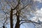 White ipe trees in woods in countryside city in Brazil, with selective focus, Brazil, South America zoomed in bottom-up view