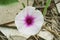 White Ipomoea aquatica flower in nature garden