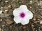 White Ipomoea aquatica flower in nature garden