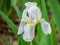 White Iris albicans flower Isolated