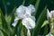 White iris albicans in my garden