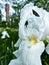 White iris flower in a garden