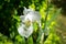 White Iris germanica or Bearded Iris on the background of bright green landscaped garden. Beautiful white very large head of iris