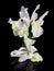 White Irises