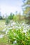 White irises on the ground