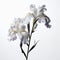 White Irises: A Stunning Symbolism In High Resolution Photography