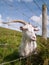 White irish goat looking through a fence