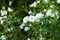 White Iseberg roses in rose garden - modern cluster-flowered Korbin floribunda rose cultivar by Kordes