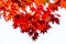 White isolated background red maple branch tree on sky in autumn season, maple leaves turn to red, season change in Japan
