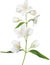 White isolated jasmine branch with green leaves