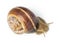 White isolated snail