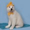 A white Italian shepherd puppy in a yellow knitted hat with a pompom and a knitted scarf on a blue background