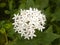 White Ixora coccinea flowers