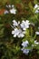 White ixora flowers