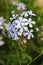 White ixora flowers