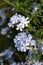 White ixora flowers