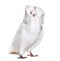 White Jacobin pigeon against white background