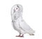 White Jacobin pigeon standing against white background