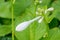 White jade hairpin flower