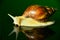 The white jade snail