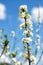 White japan sakura branch against blue sky