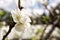 White japan sakura branch against blue sky