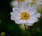 White Japanese anemone flower at park in Yokohama, Japan.