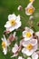 White japanese anemones