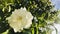 A white japanese camellia with backlit in the morning.