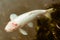 A white Japanese Koi fish swimming in pond located in Meiji Jingu Inner Garden in Tokyo, Japan.