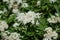 White Japanese spirea